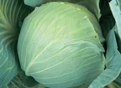 Новатор F1 семена капусты белокочанной (Syngenta / Сингента)