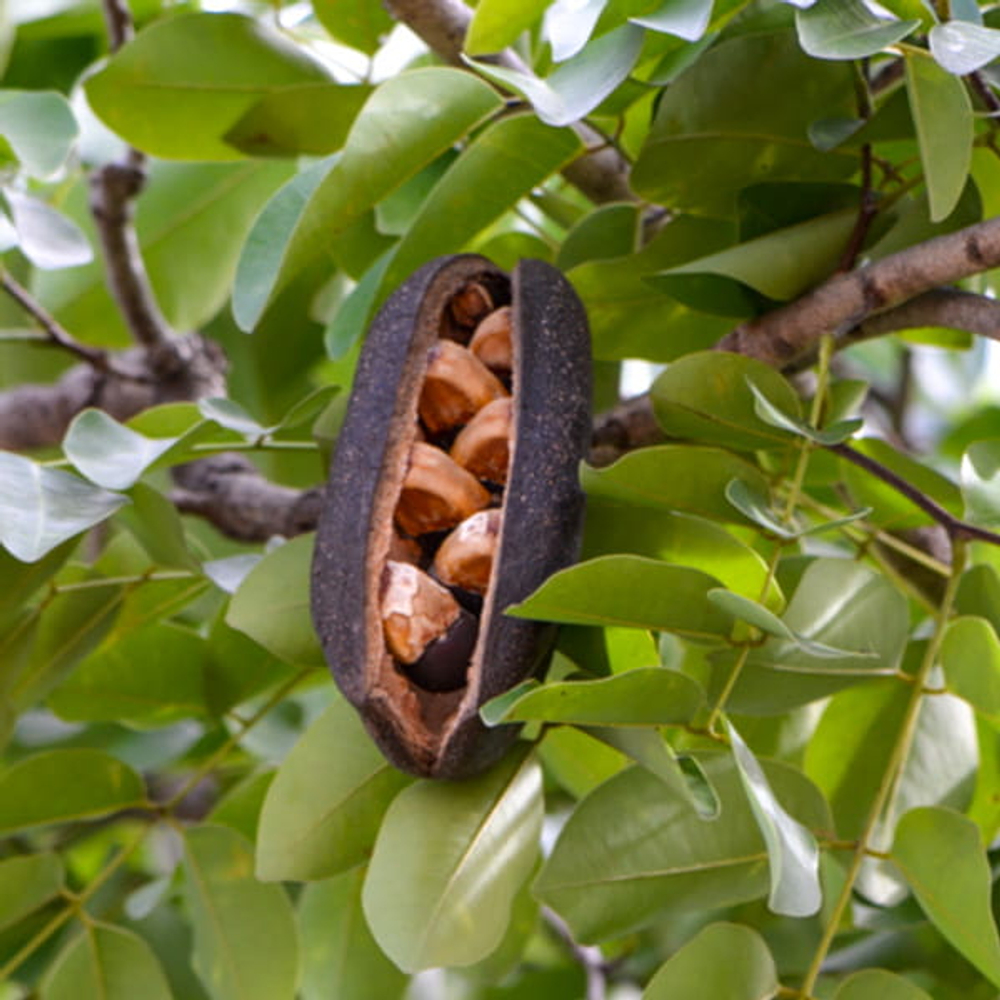 Афцелия ксилокарпа – Afzelia xylocarpa