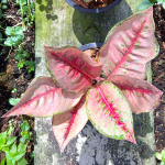 Аглаонема RED ARROWS