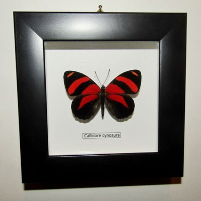 Бабочка Callicore cynosura в рамке