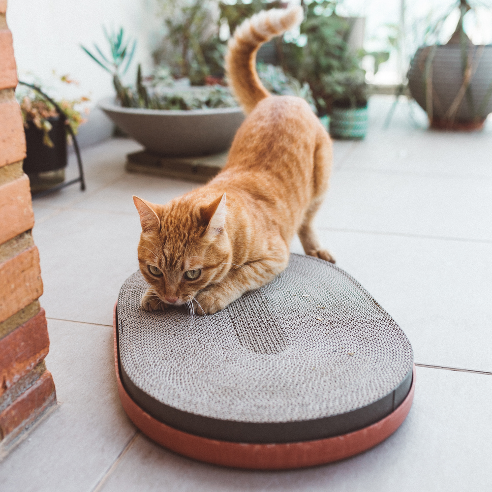 Когтеточка CITRUS Zee.Cat