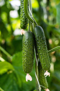 Огурец Спино F1 (50шт) Витагрин Профи