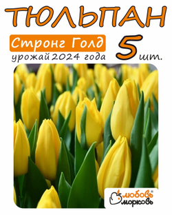 Тюльпан Луковица, Стронг Голд, 5шт (Любовь Морковь)