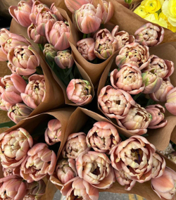 Тюльпан махровый Ля Бель Эпок Закупка М78 сентябрь 2026