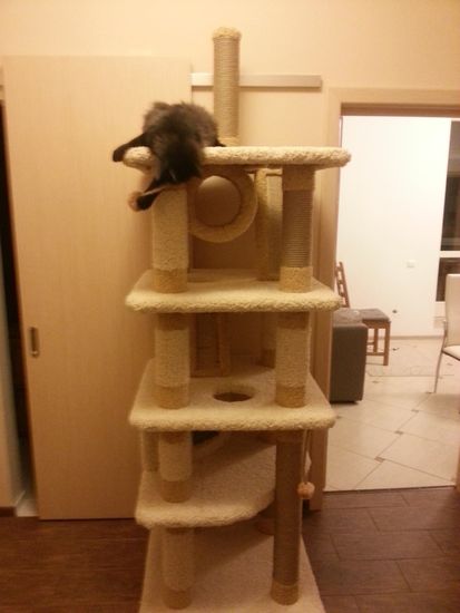 Игровой комплекс для кошки КУН-2 (мейн-кун)