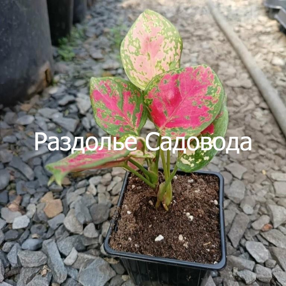 Аглаонема Ред Ангел