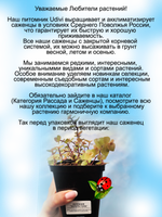 Коллизия Золото Голд