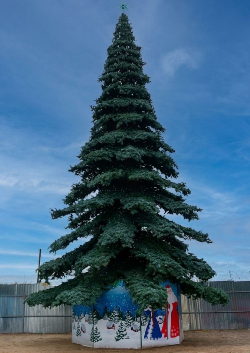 ель ствольная "Таежная"