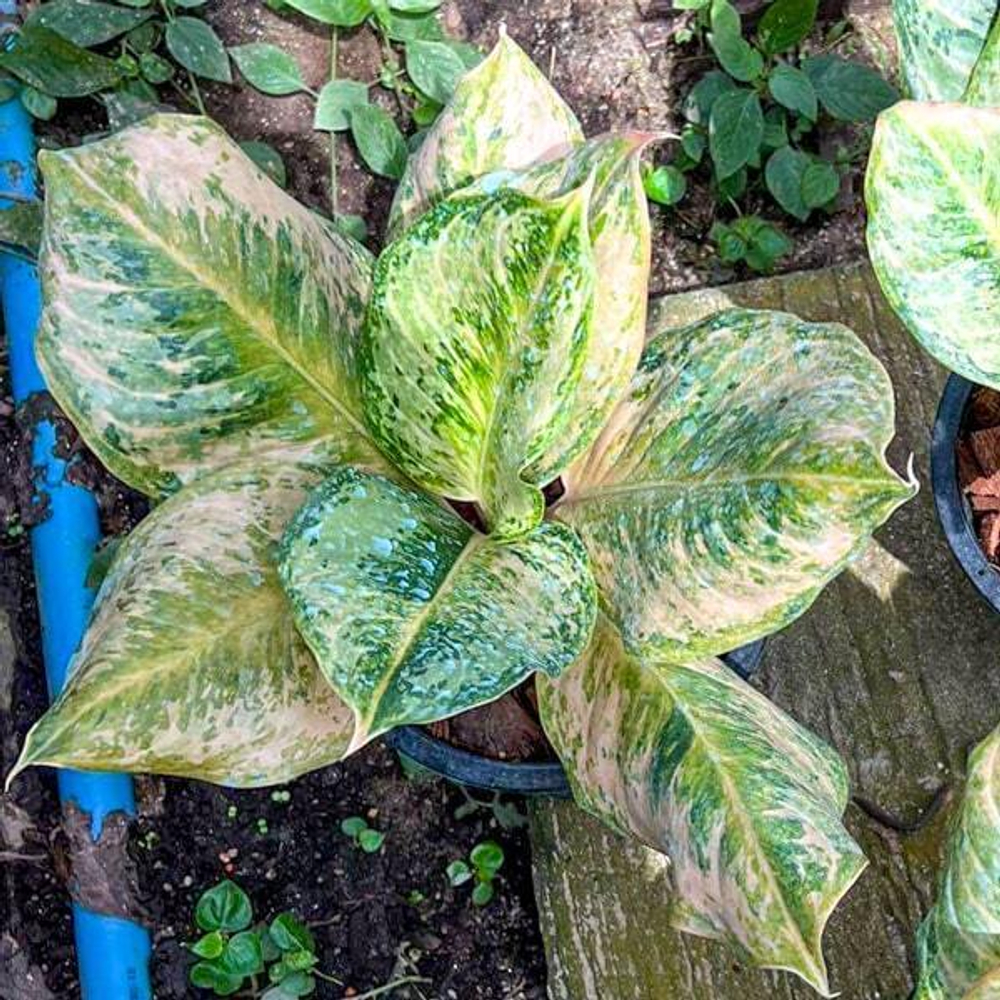 Аглаонема BOY SCOUT