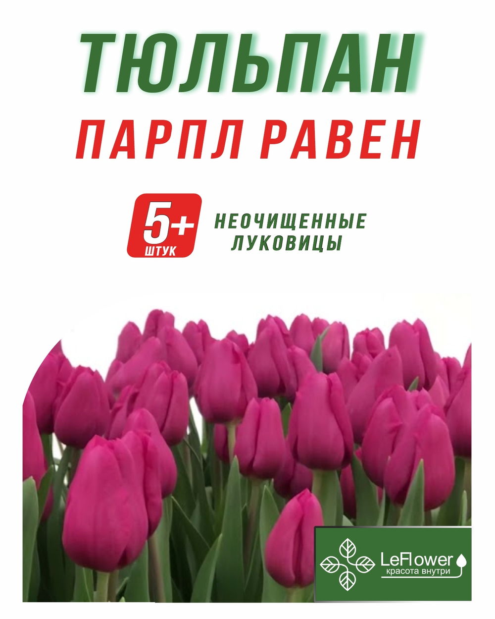 Тюльпан Луковица,Парпл Равен, 5+шт