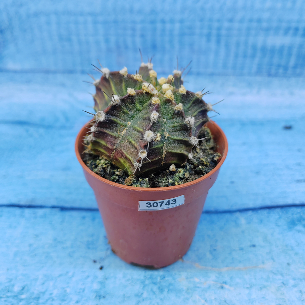 Gymnocalycium Friedrichii (Гимнокалициум)