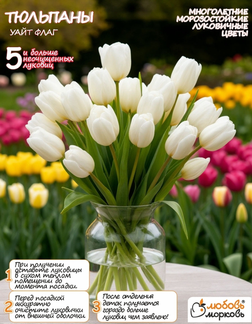 Тюльпан Луковица Вайт Флаг 5 шт