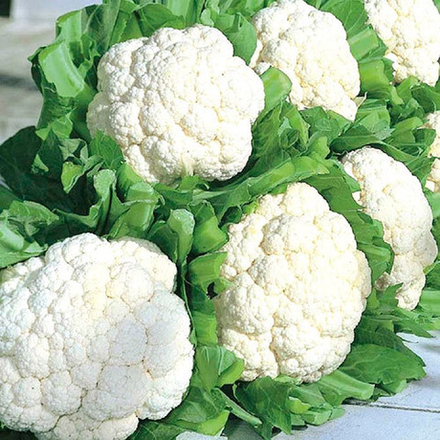 Cемена капусты цветной Форталеза F1, Seminis, 10 шт.