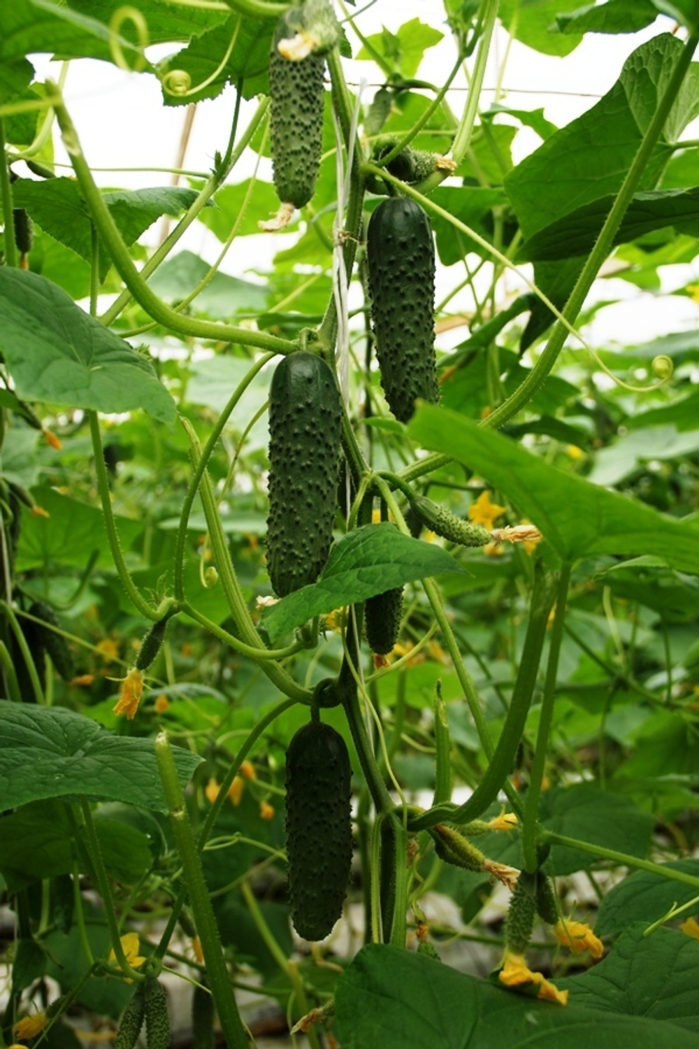 Огурец СВ 4097 ЦВ F1 (50шт) Витагрин Профи