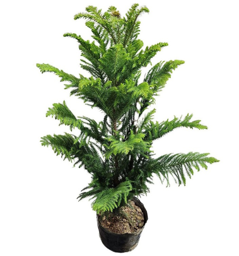 Араукария Хетерофилла