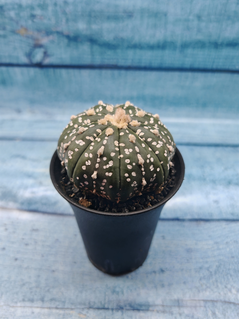 Astrophytum Asterias (Астрофитум)
