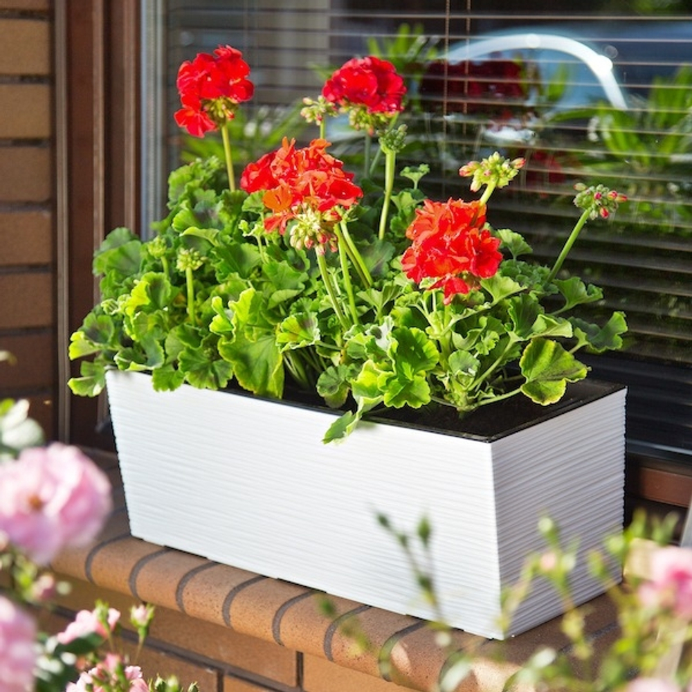 Болконный ящик "Begonia Dluto" фирма Ламела