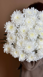 Охапка хризантем сорта Алтай, белые, 10 веток