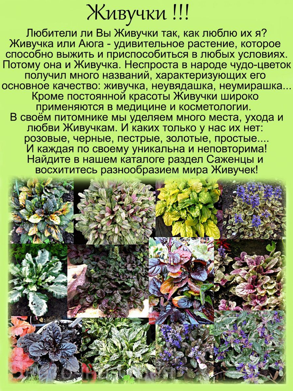 Живучка ползучая Вариегата аюга