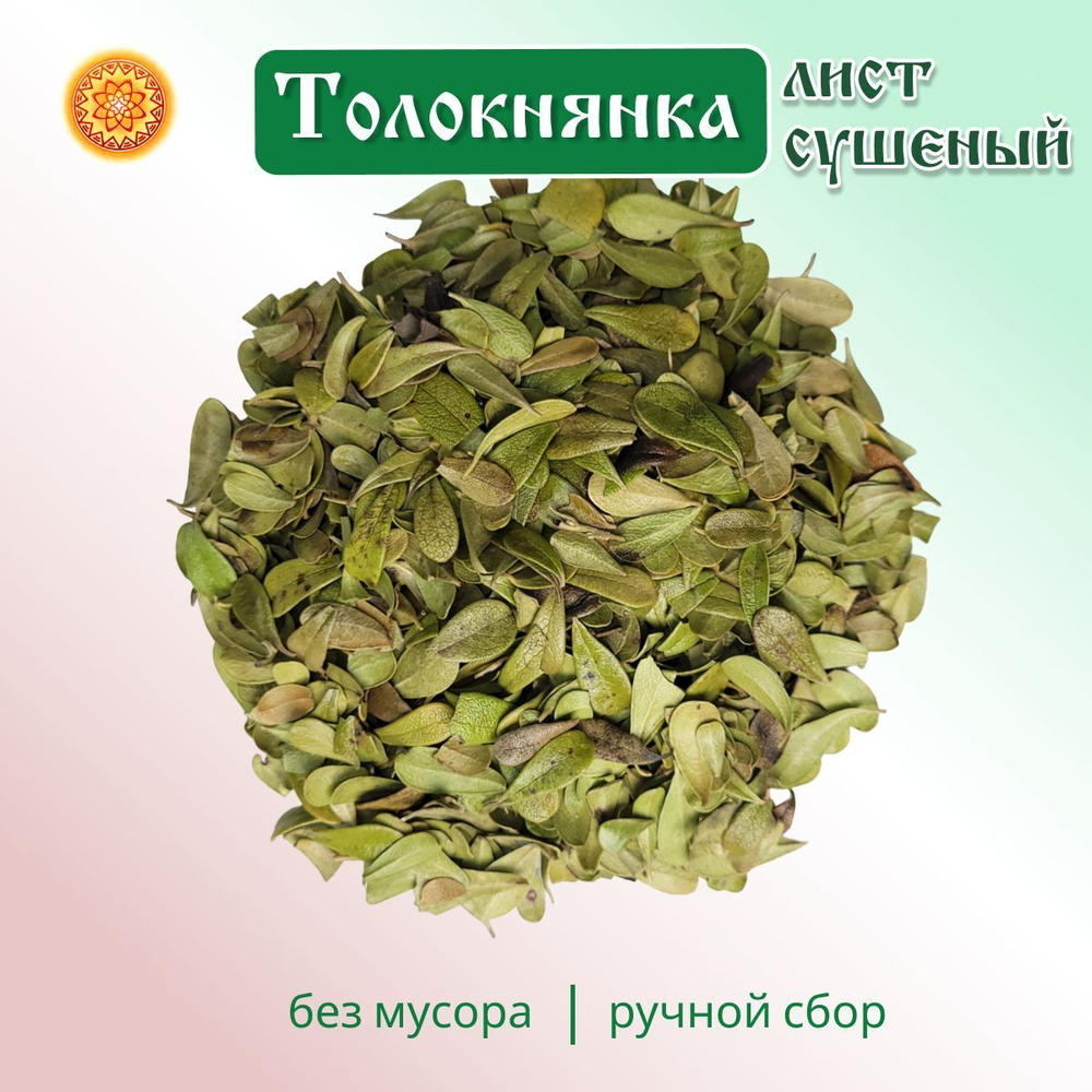Лист толокнянки.