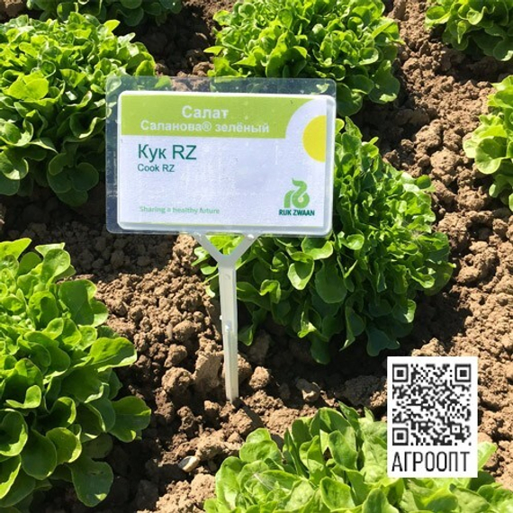 Кук семена салата дуболистного (Rijk Zwaan / Райк Цваан) в поле – фото 4