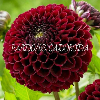 Георгина Джоуи Мирелла