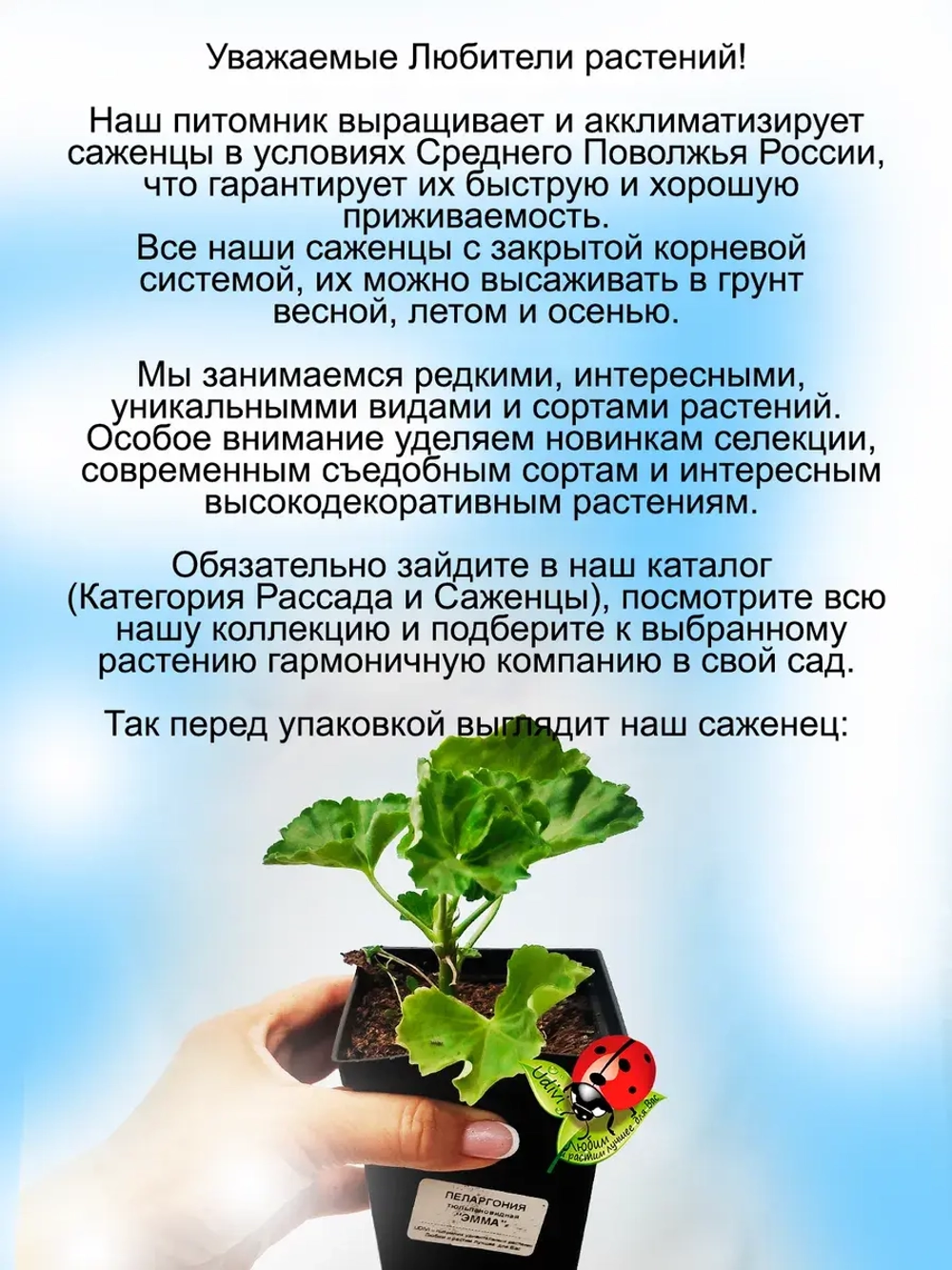 Пеларгония Эмма тюльпановидная