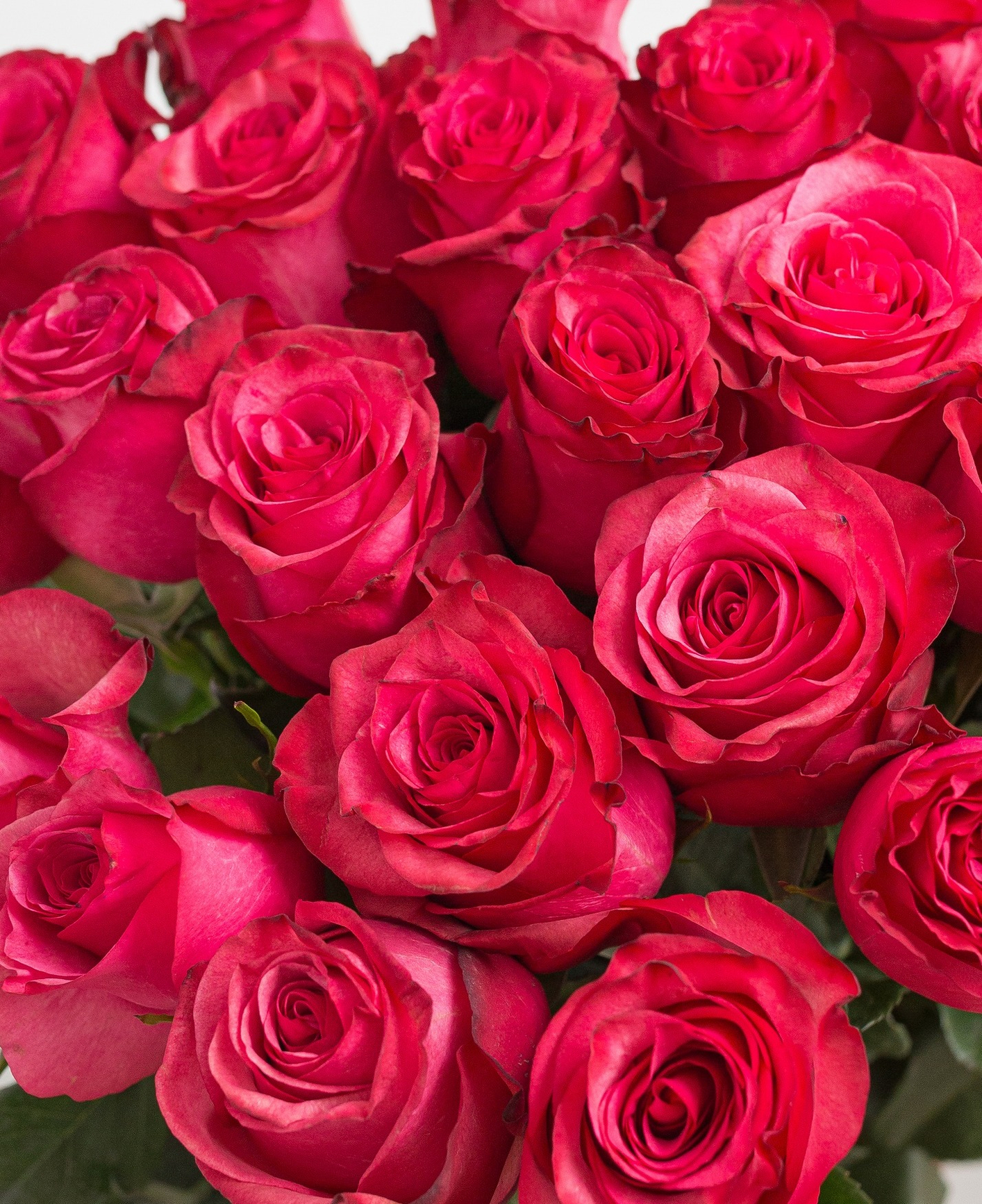 Эквадорские розы с большой скидкой!