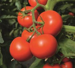 ТОЙВО F1 семена томата (Bejo | Alexagro)