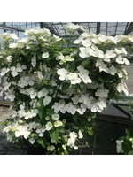 Сбежавшая невеста (Ампельный гибрид)