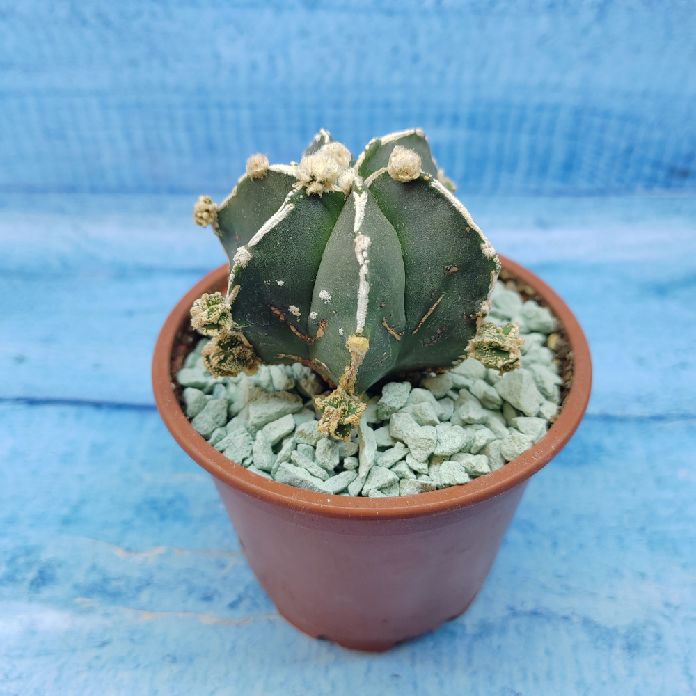 Astrophytum Myriostigma "Hakujo Fukuryu"  (Астрофитум)