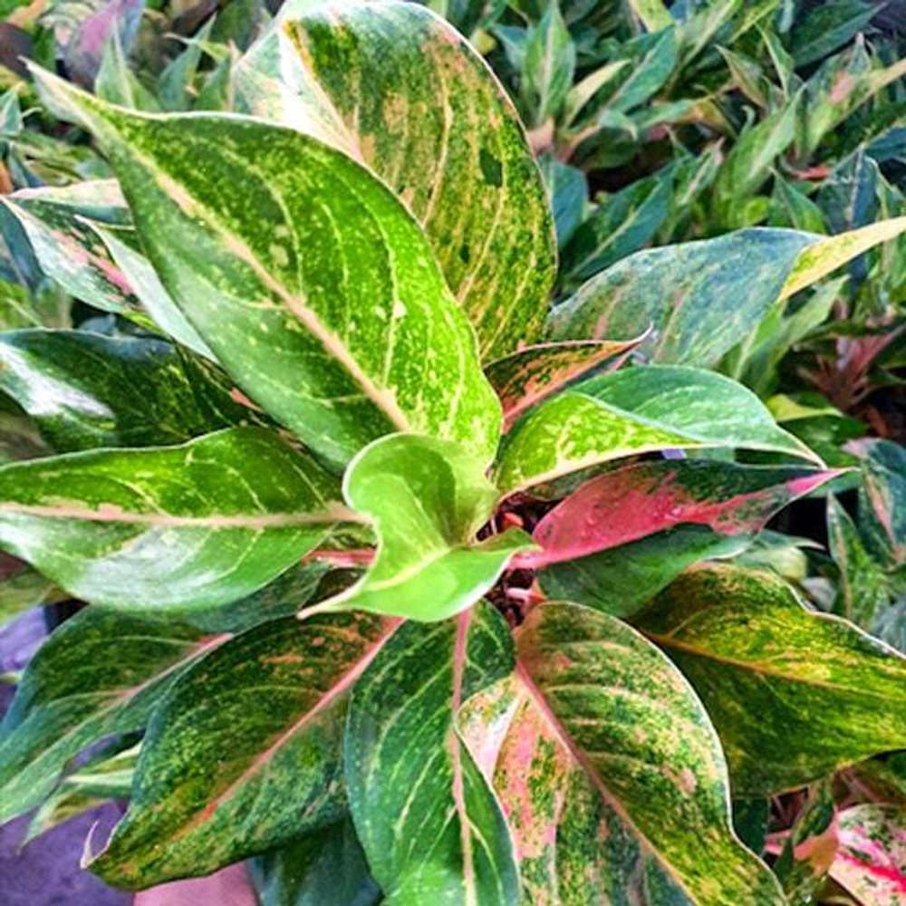 Аглаонема KWAK NGERN THONG