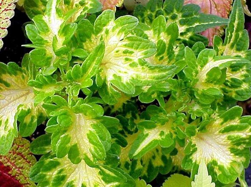 Колеус Free spirit