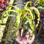 Кротон PHRANANG KHONG KHA