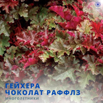 Гейхера Шоколад Раффлс
