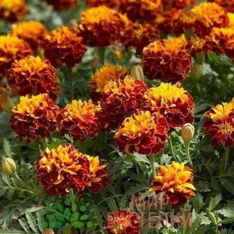 Бархатцы отклоненные Бонанза Хармони Микс