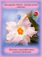 Дипладения Нежно-розовая рюша мандевилла