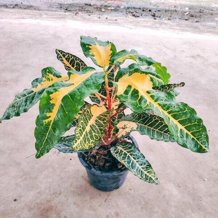 Кротон THAMMA BARAMEE