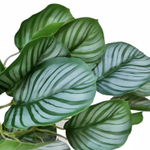 Калатея Орбифолия 65 см.