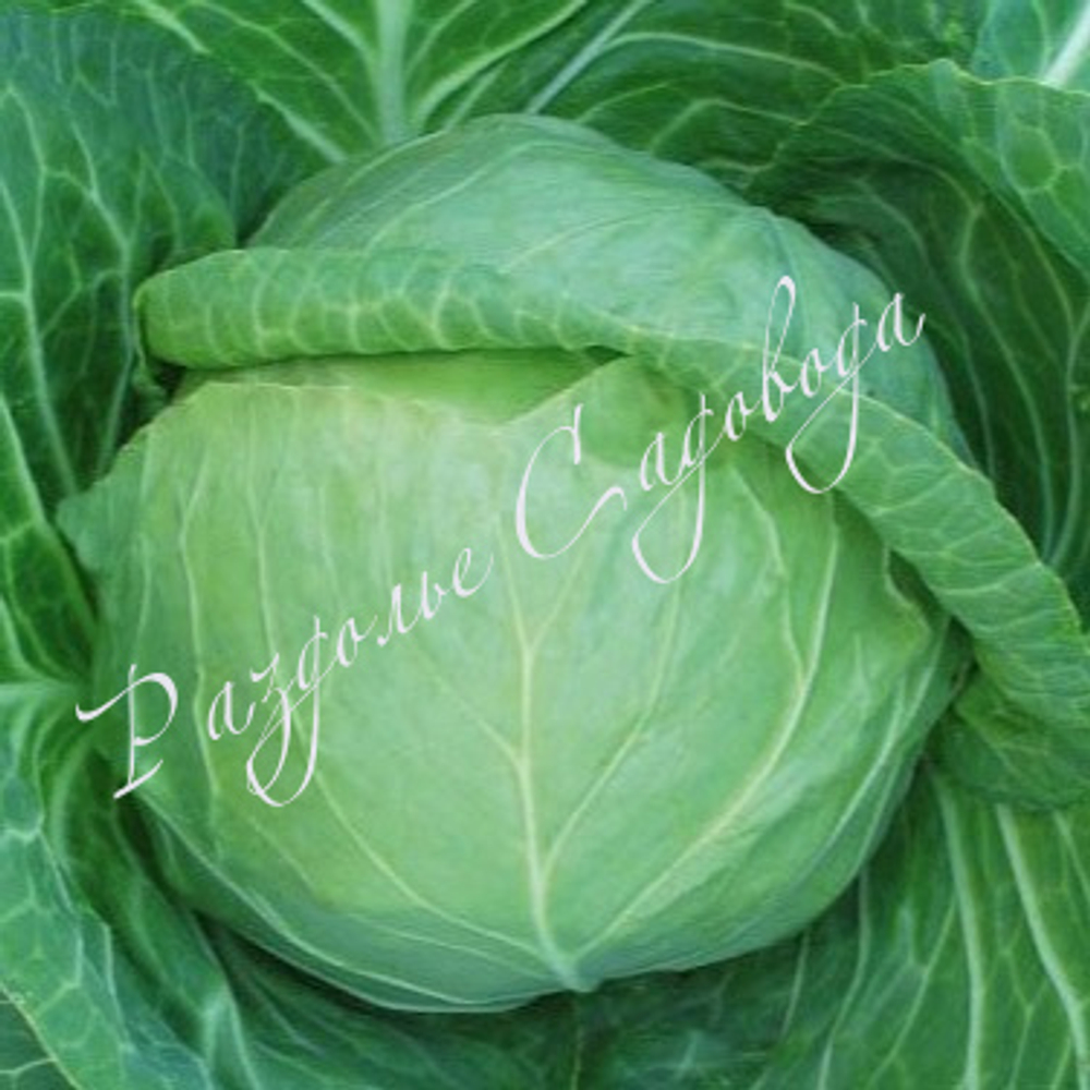 Капуста белокочанная ранняя (цена 6шт)