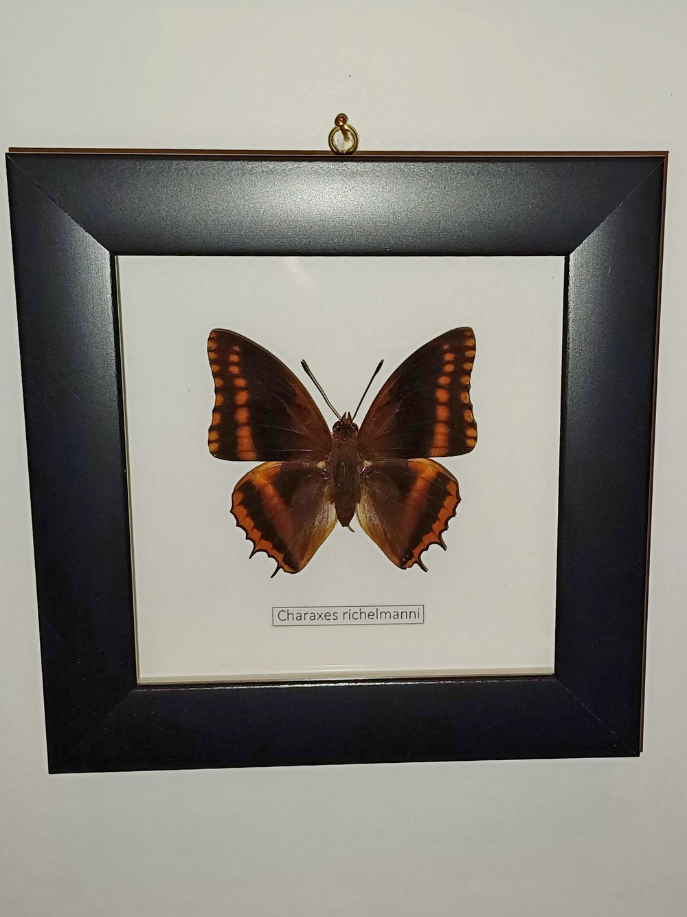 Бабочка Charaxes richelmanni в рамке