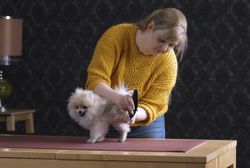 Триммер для стрижки животных Moser Prima (1586-0064)