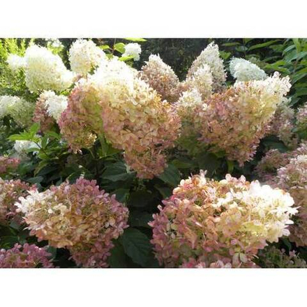 Гортензия метельчатая Фантом С20 50-60