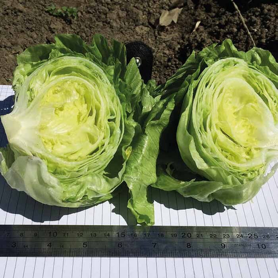 Элсол семена салата айсберг (Nunhems / ALEXAGRO) культура – фото 3