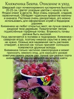 Княженика Беата арктическая малина княжья ягода