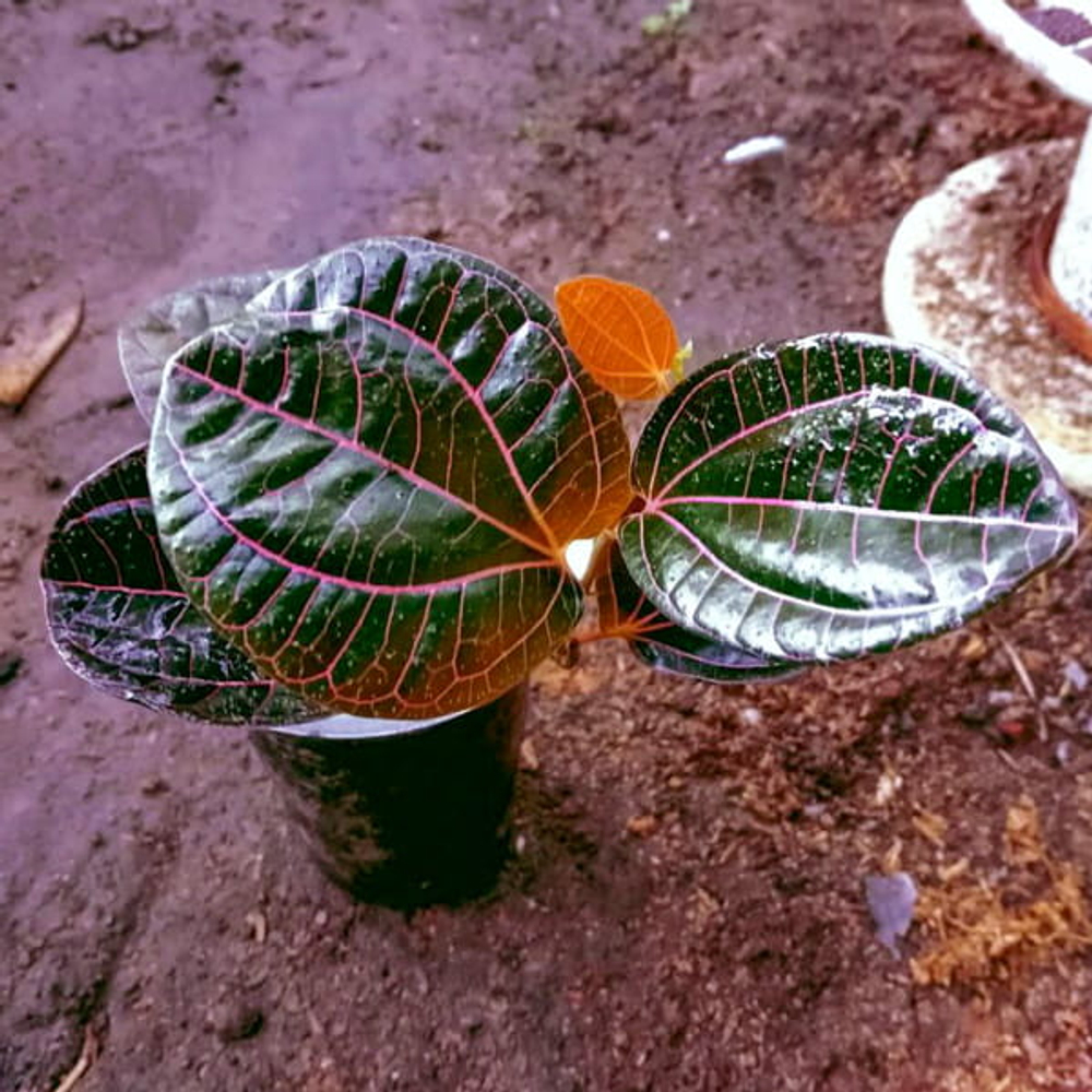 Перец 02 Борнео Розовый Меридиан