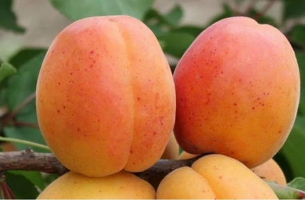 Абрикос Петропавловский