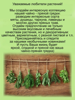 Шалфей Вест Фрисланд Сальвия многолетний