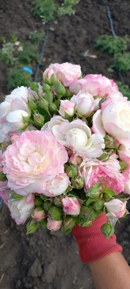 IMCA MARINA (Имка Марина) ЗКС 5Л