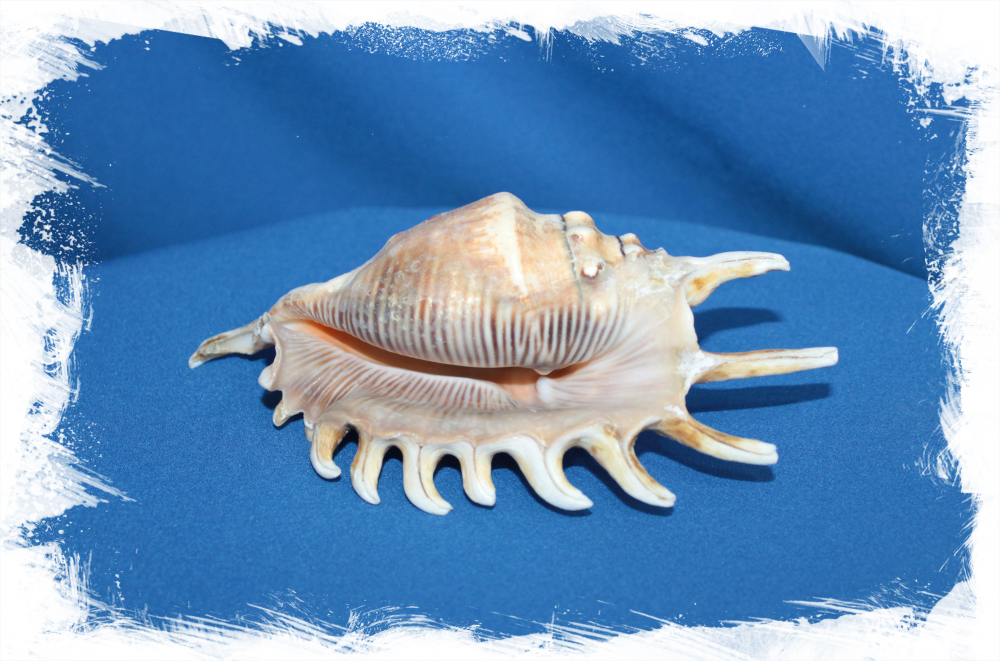 Ламбис Миллепеда, 10-12см, 1шт